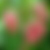 7 graines de balsamine des jardins, impatiens balsamina
