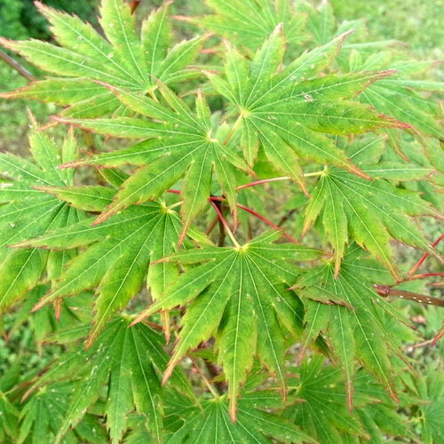 3 graines de acer shirasawanum &quot;palmatifolium&quot;, érable de shirasawa