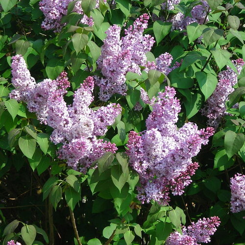 7 graines de lilas commun, syringa vulgaris