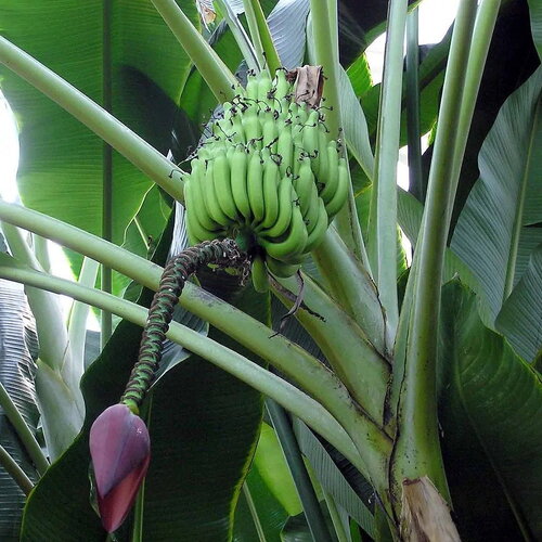 3 graines musa balbisiana var. balbisiana, bananier