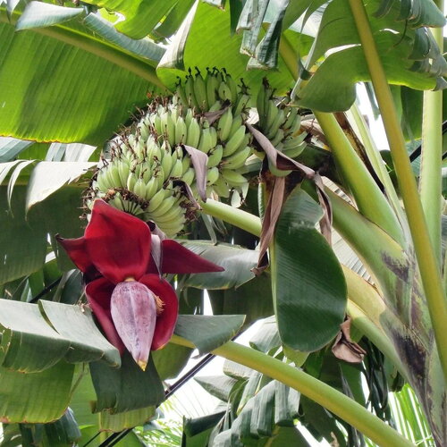 3 graines musa acuminata subsp. microcarpa, bananier