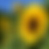 30 graines de tournesol en vrac hélianthe soleil helianthus annuus semences non traitées