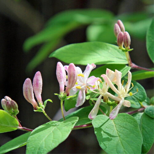 3 graines chèvrefeuille d'etrurie, lonicera etrusca