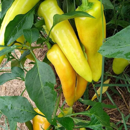 20 graines de piment jaune hongrois