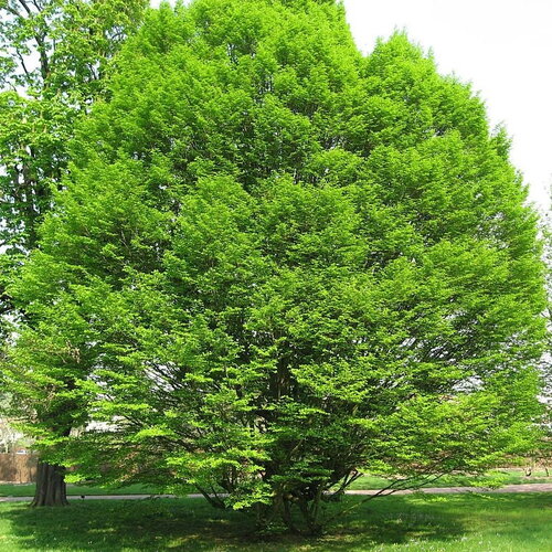7 graines de charme commun, carpinus betulus, charme