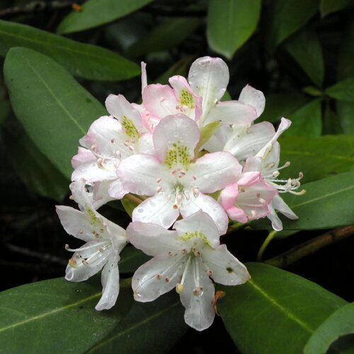 5 graines rhododendron maximum, grand laurier, grand rhododendron, rhododendron rosebay, rhododendron américain, grand rhododendron