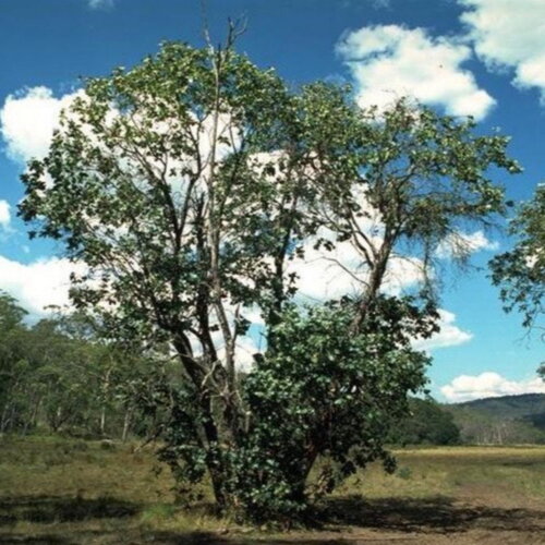 3 graines eucalyptus neglecta, gommier d'oméo