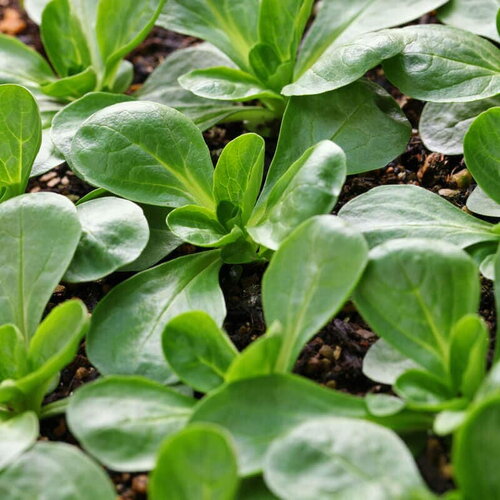 50 graines de mâche verte de cambrai, valerianella locusta
