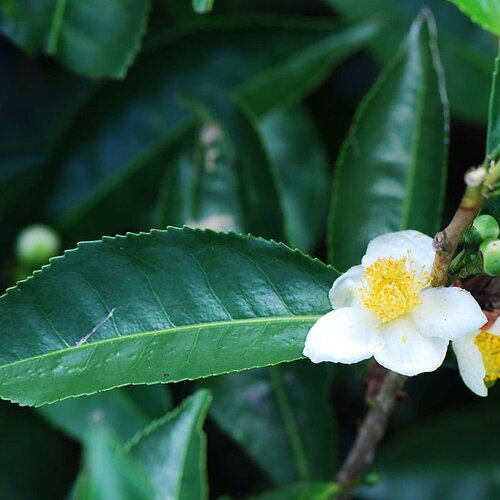 Rare, 4 graines de théier, camellia sinensis