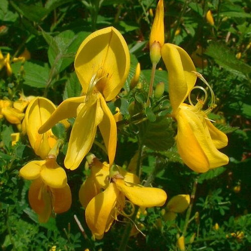 5 graines cytisus scoparius, genêt à balais