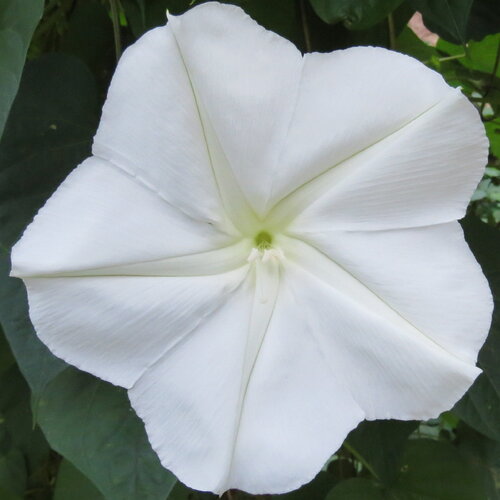 10 graines ipomoea noctiflora alba, fleur de lune