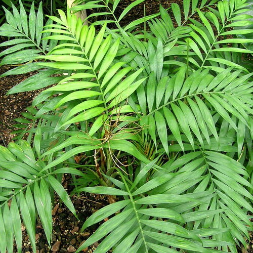 3 graines de chamaedorea elegans, chamédoré elegans