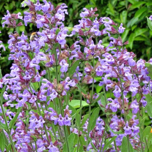 3 graines salvia officinalis, sauge officinale