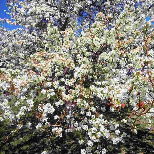 3 graines prunus padus, cerisier à grappes, merisier à grappes, amaruvier, bois-puant, putier, putiet, putet, pétafouère