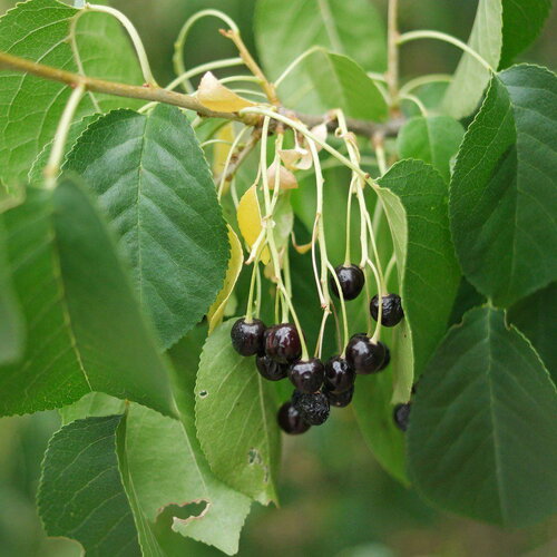3 graines prunus mahaleb, cerisier de sainte lucie, faux merisier, bois de sainte-lucie
