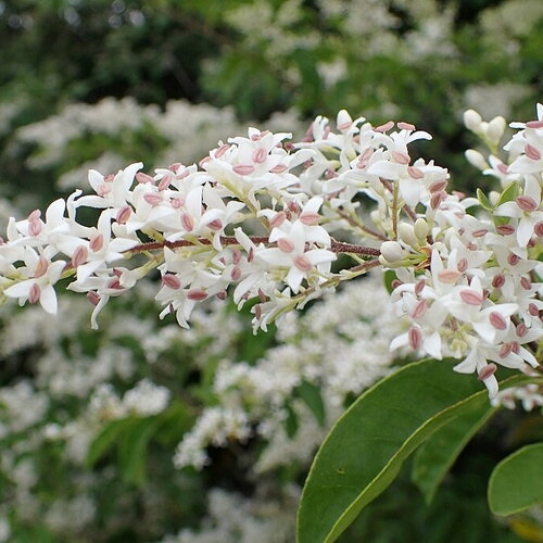 10 graines de troène de chine, ligustrum sinensis