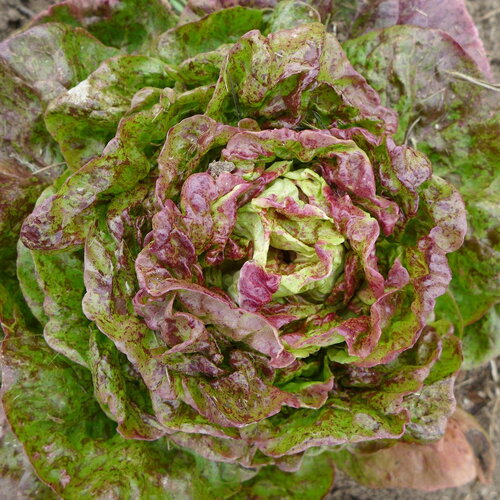 50 graines de laitue pommée sanguine améliorée, lactuca sativa