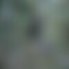 7 graines de nerprun purgatif, nerprun cathartique, nerprun officinal, rhamnus cathartica