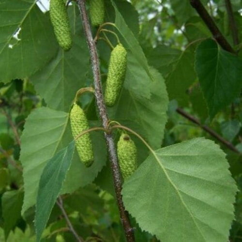 7 graines betula platyphylla, bouleau de mandchourie, bouleau blanc japonais, bouleau argenté de sibérie