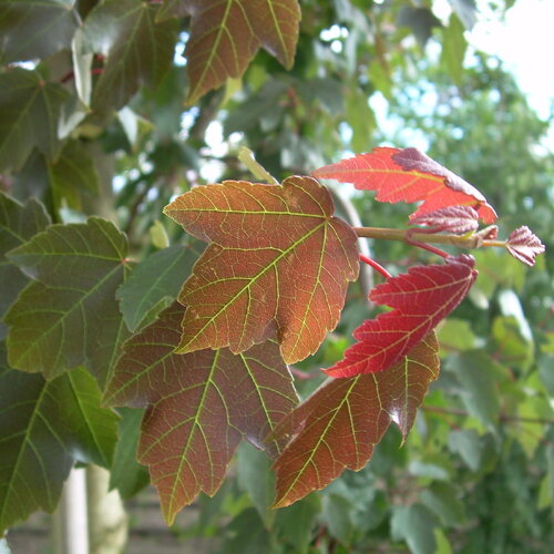 5 graines acer rubrum, érable rouge, idéal bonsaï