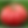 35 graines de tomate monstre, solanum lycopersicum