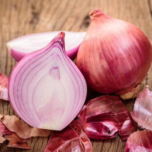 50 graines de oignon rouge amposta, allium cepa