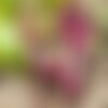30 graines de betterave rouge cylindra, beta vulgaris