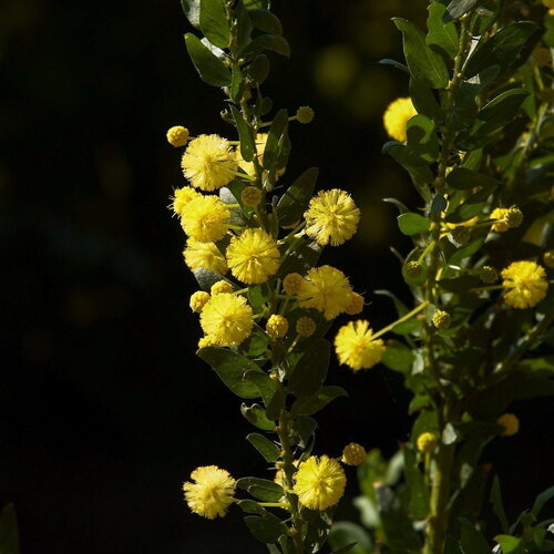 3 graines acacia paradoxa, acacia armata