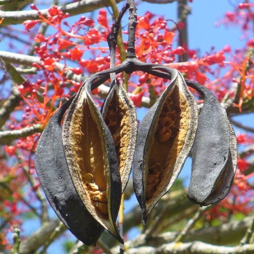 5 graines de brachychiton acerifolius, flamme australienne