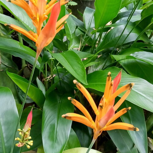 10 graines de heliconia champneiana