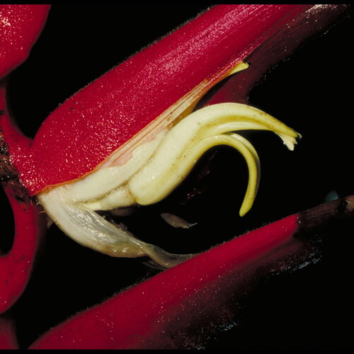 5 graines de heliconia sclerotricha