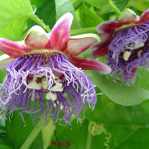 5 graines de passiflora quadrangularis, grenadille géante
