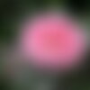 2 graines de camélia du japon, camellia japonica