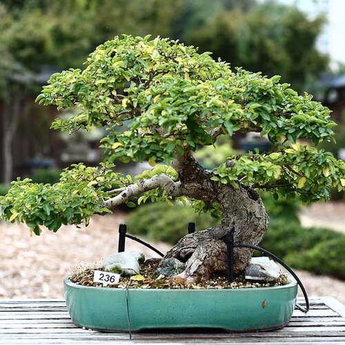 3 graines de troène du japon, ligustrum japonicum