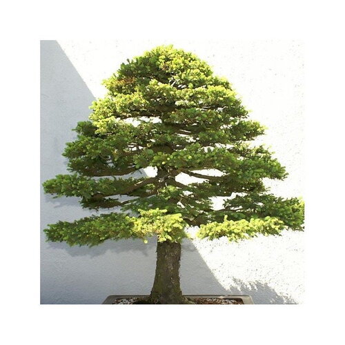 3 graines de épicéa du japon, picea jezoensis