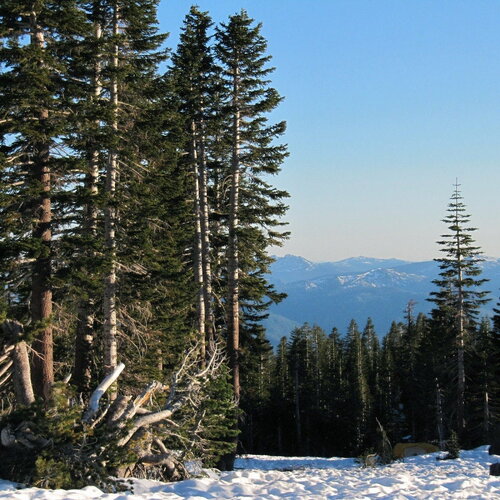 3 graines abies magnifica var. shastensis, sapin rouge