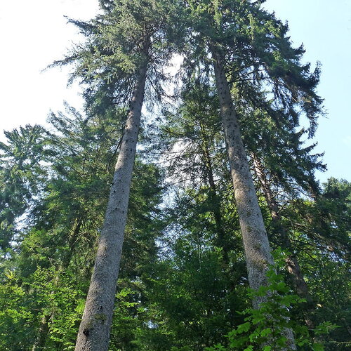 10 graines de épicéa commun, picea abies