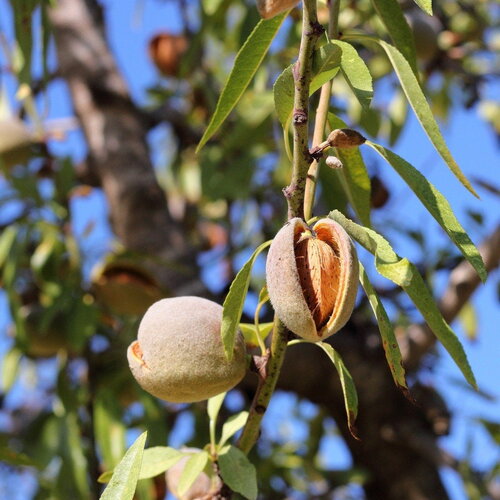 3 graines de prunus dulcis var. marcona, amandier