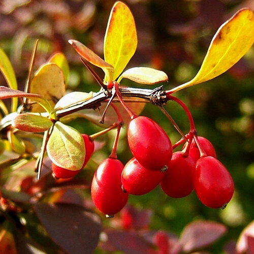 10 graines berberis thunbergii, berberis thunbergii atropurpureum, epine vinette de thunberg, epine vinette du japon