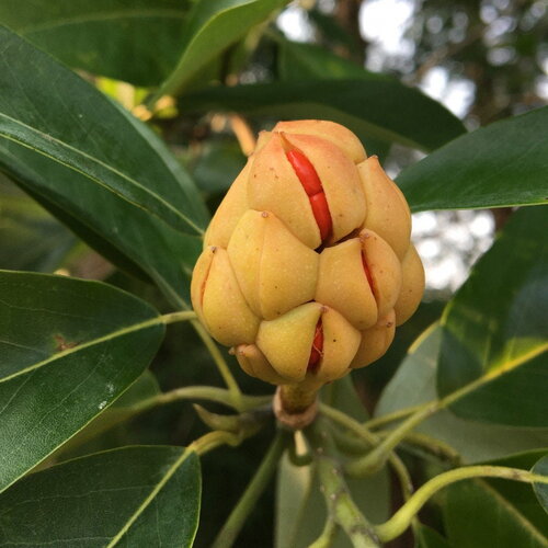 3 graines magnolia de virginie, magnolia virginiana