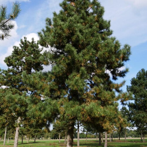 40 graines de pin noir d'autriche, pinus nigra austriaca
