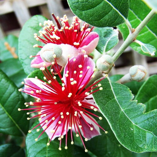 7 graines de feijoa , acca sellowiana, goyavier du brésil, orthostemon sellowianus, goyavier de montevideo, goyave-ananas