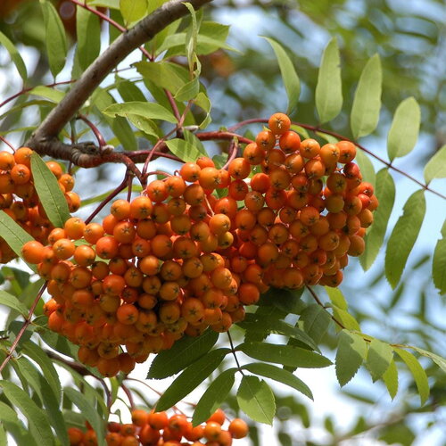 3 graines de sorbier des oiseleurs sorbier des oiseaux sorbus aucuparia