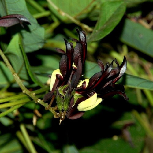 3 graines kennedia nigricans, pois corail noir