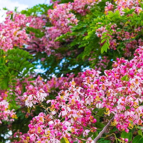 3 graines cassia renigera