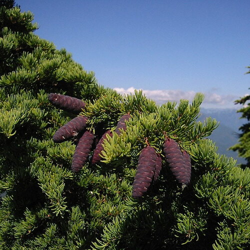 3 graines de pruche subalpine, tsuga mertensiana