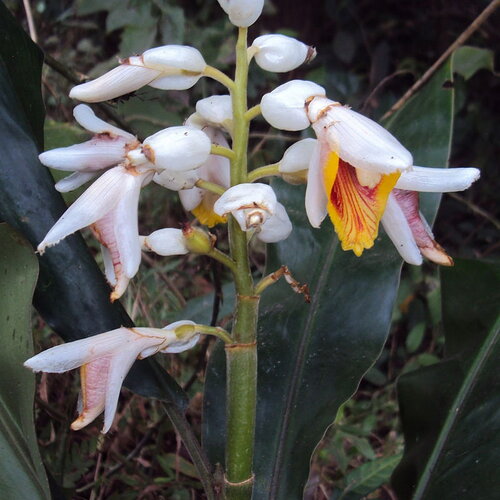 3 graines de gingembre, alpinia malaccensis