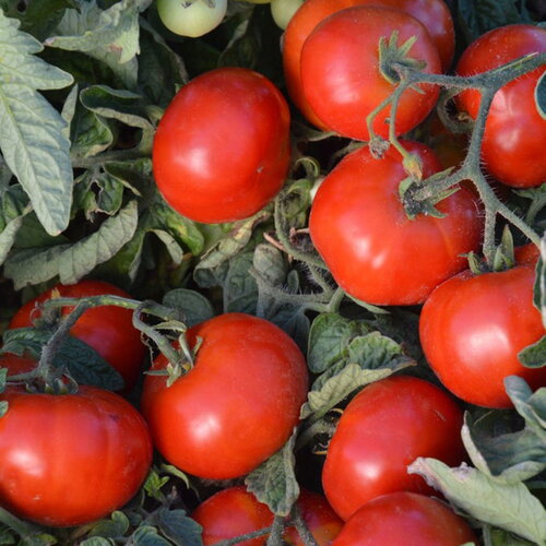 20 graines de tomate cherry betalux, solanum lycopersicum