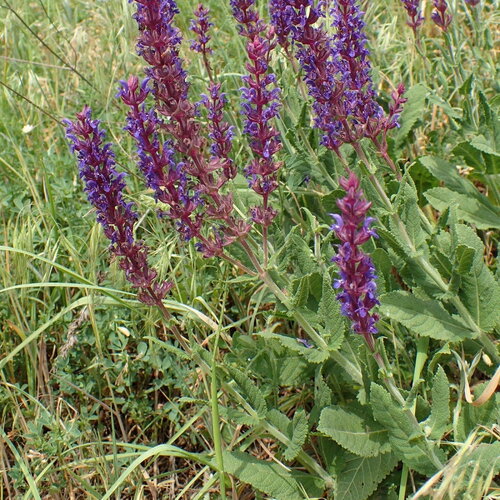 3 graines salvia nemorosa, sauge des bois