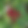 3 graines schisandra chinensis, graine aux cinq saveurs